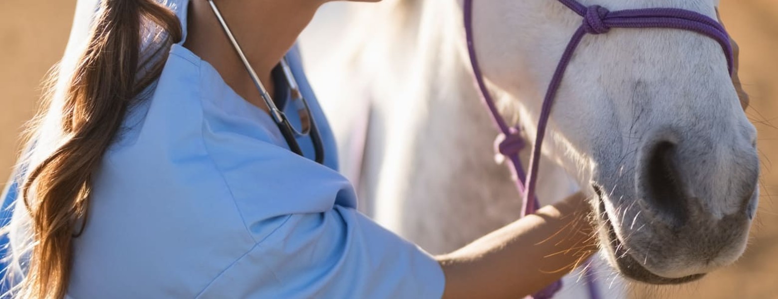 Foto de José Sánchez Veterinario Clínico Equino
