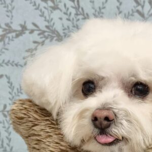Foto de Nutrimascota | Peluquería Canina Y Tienda De Mascotas Cordoba en Córdoba - Imagen 2