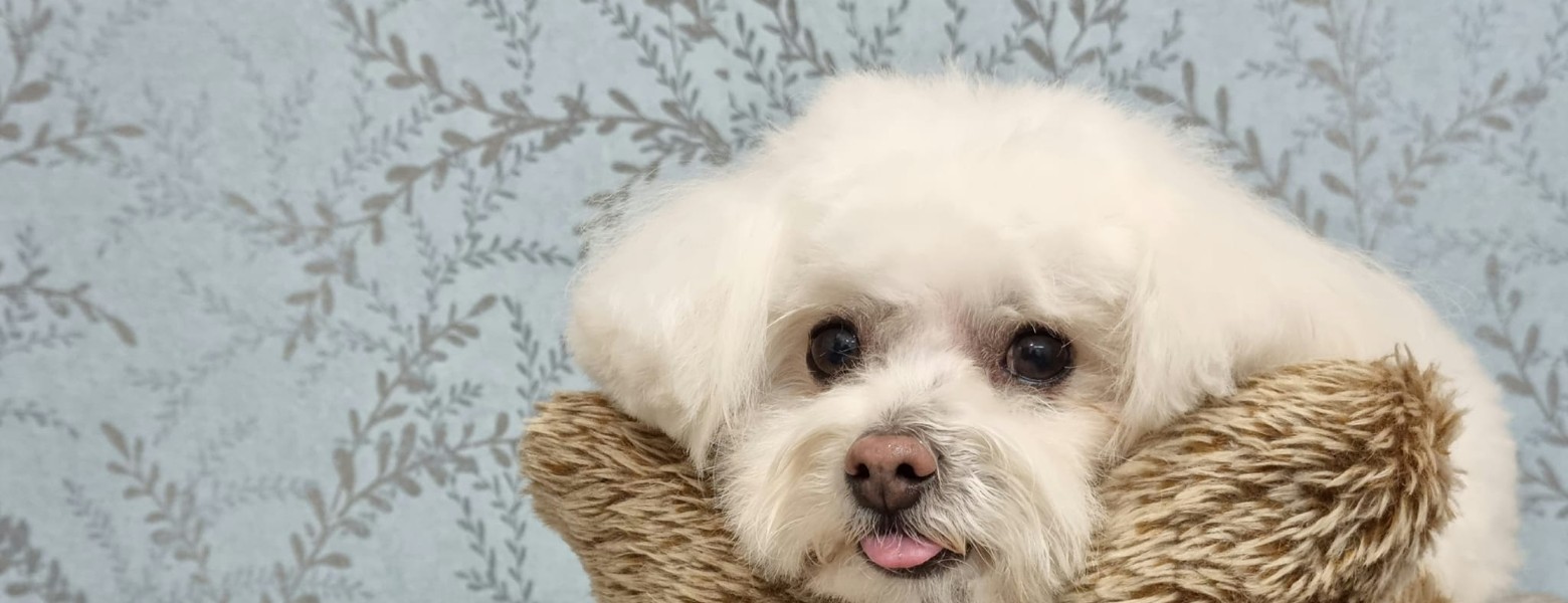 Foto de Nutrimascota | Peluquería Canina Y Tienda De Mascotas Cordoba en Córdoba - Imagen 2