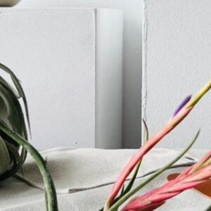 Foto de Plantas de aire en Gijón - Imagen 3
