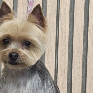 Foto de Nutrimascota | Peluquería Canina Y Tienda De Mascotas Cordoba en Córdoba - Imagen 4