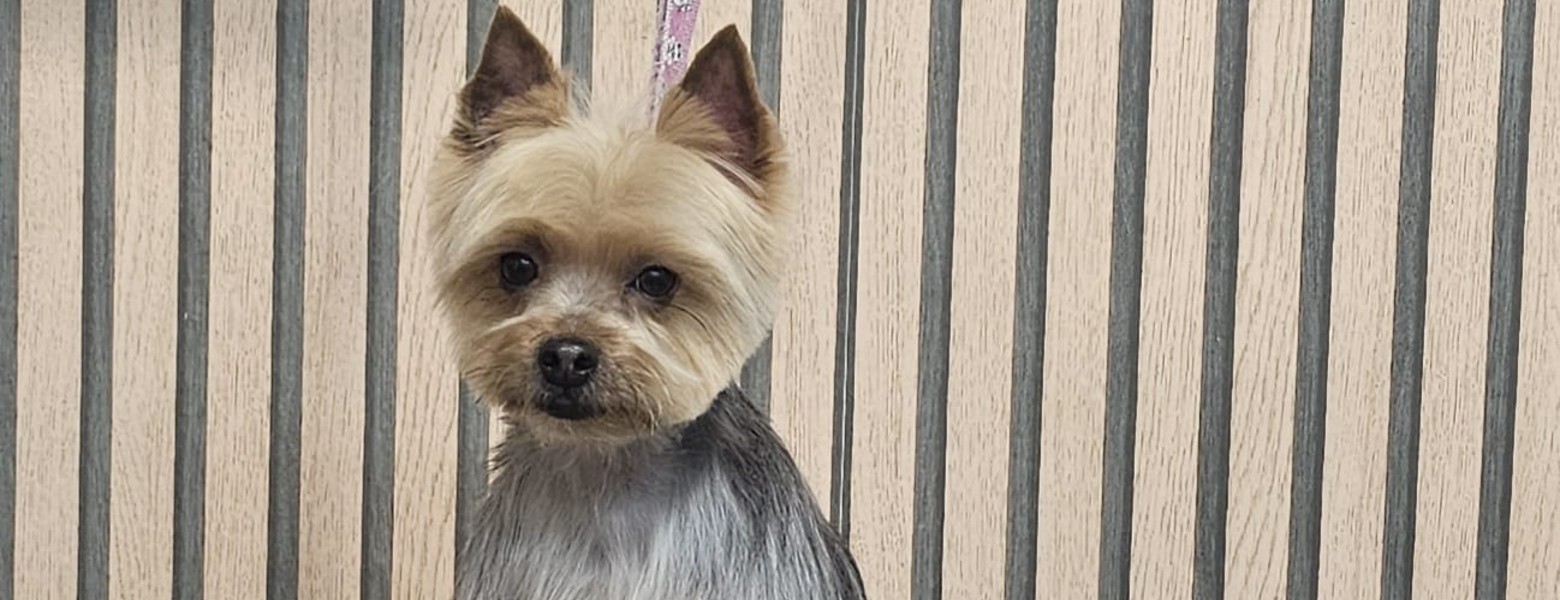 Foto de Nutrimascota | Peluquería Canina Y Tienda De Mascotas Cordoba en Córdoba - Imagen 4