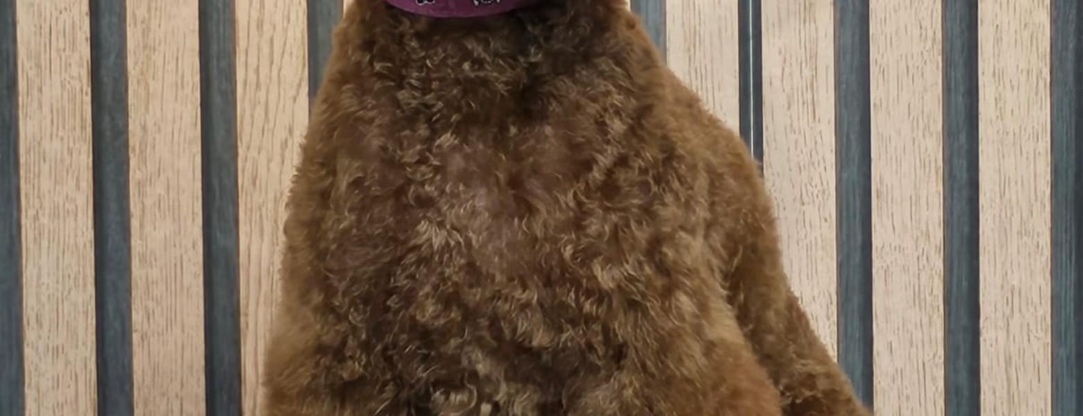 Foto de Nutrimascota | Peluquería Canina Y Tienda De Mascotas Cordoba en Córdoba - Imagen 1