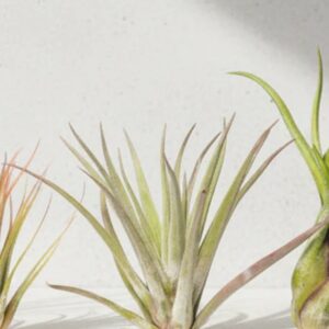 Foto de Plantas de aire en Gijón - Imagen 2