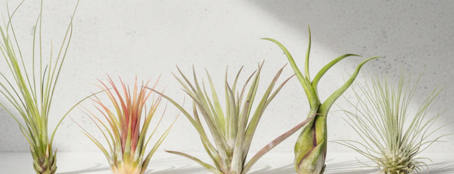 Foto de Plantas de aire en Gijón - Imagen 1