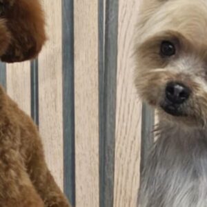 Foto de Nutrimascota | Peluquería Canina Y Tienda De Mascotas Cordoba en Córdoba - Imagen 3