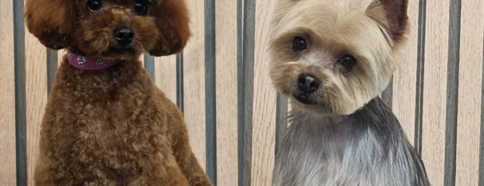 Foto de Nutrimascota | Peluquería Canina Y Tienda De Mascotas Cordoba en Córdoba - Imagen 3