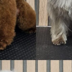 Foto de Nutrimascota | Peluquería Canina Y Tienda De Mascotas Cordoba en Córdoba - Imagen 5