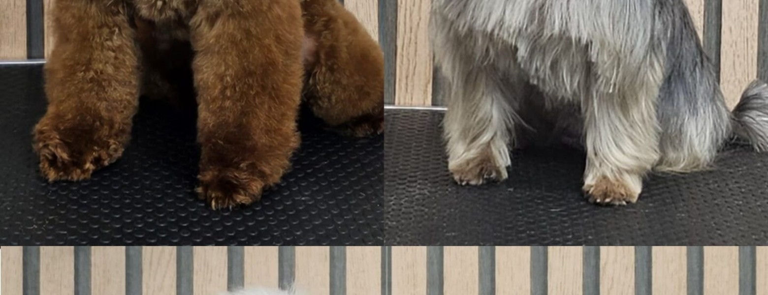 Foto de Nutrimascota | Peluquería Canina Y Tienda De Mascotas Cordoba en Córdoba - Imagen 5