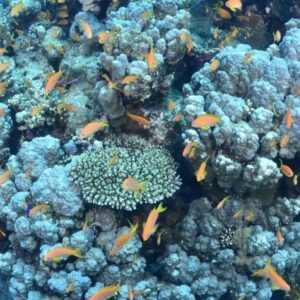 Foto de Different Scuba School en Almuñécar - Imagen 5