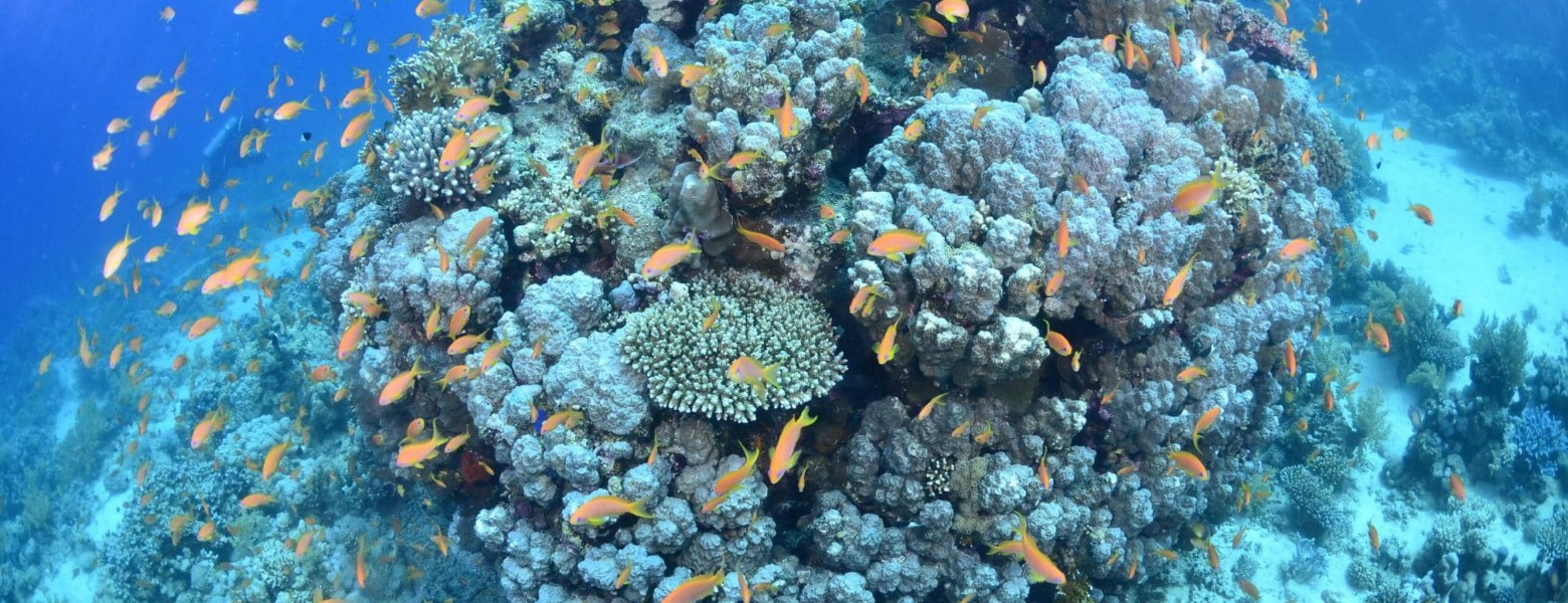 Foto de Different Scuba School en Almuñécar - Imagen 5