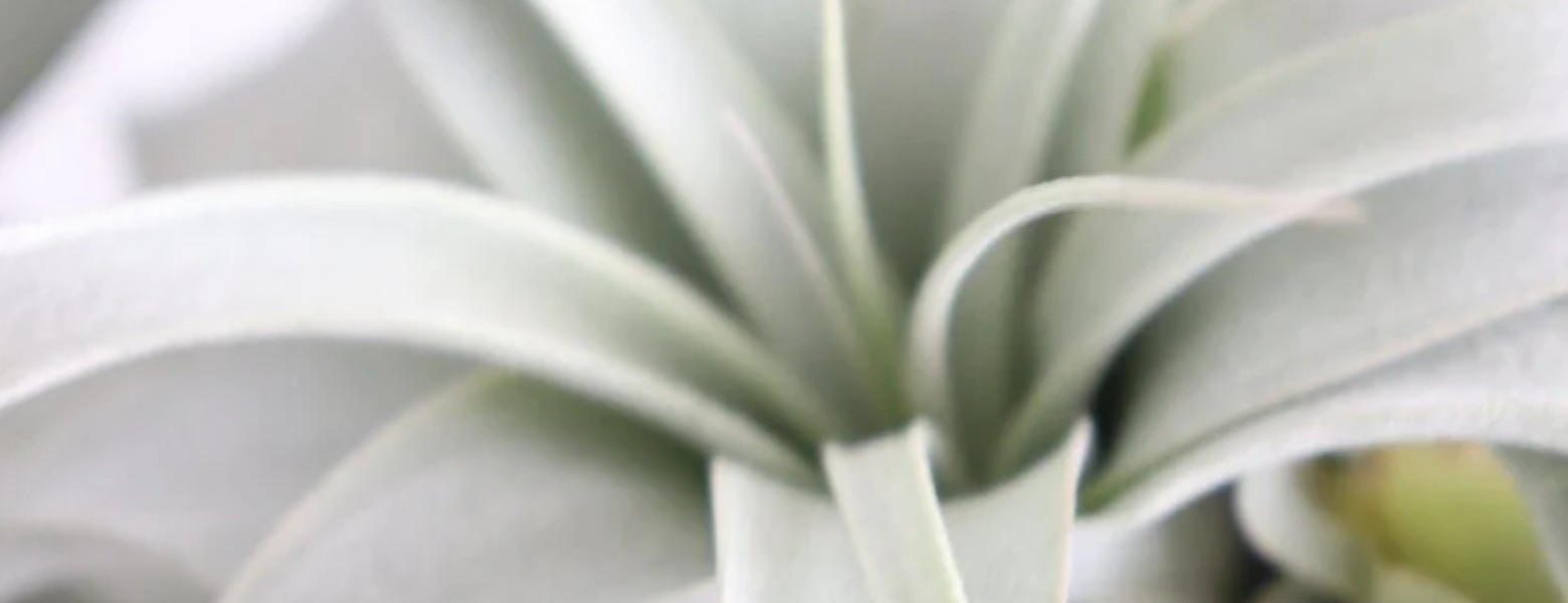Foto de Plantas de aire