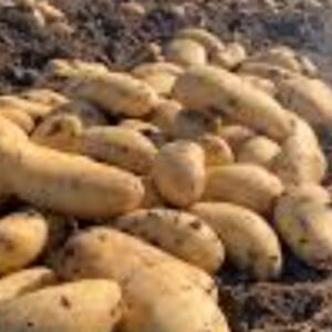 Foto de Patatas Lazaro en Puçol - Imagen 4