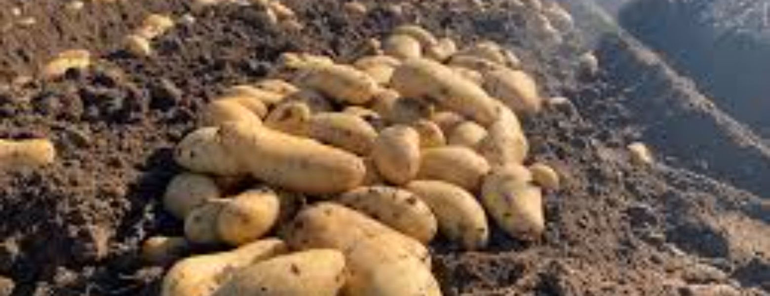 Foto de Patatas Lazaro en Puçol - Imagen 4