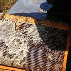 Foto de Mielería Secretos de Abejas en Cabezón de la Sal - Imagen 7