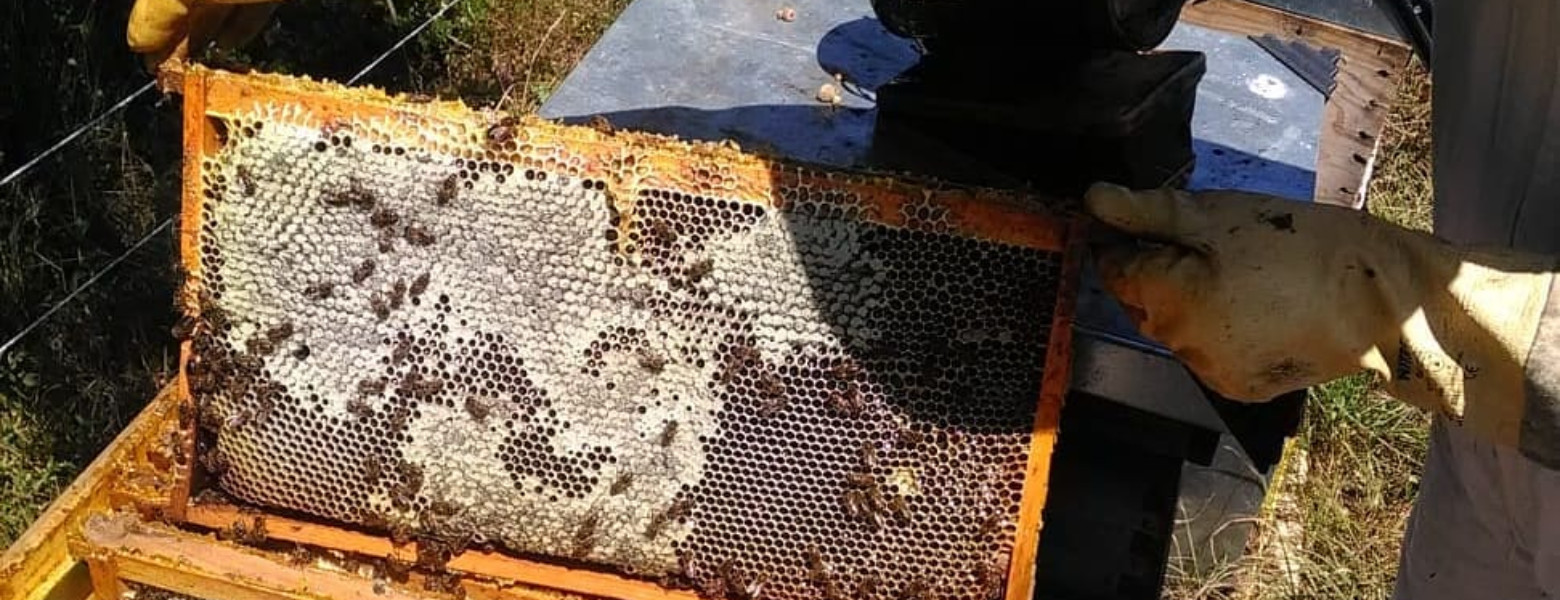 Foto de Mielería Secretos de Abejas en Cabezón de la Sal - Imagen 7