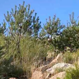 Foto de Bosques Sostenibles España en Santander - Imagen 1