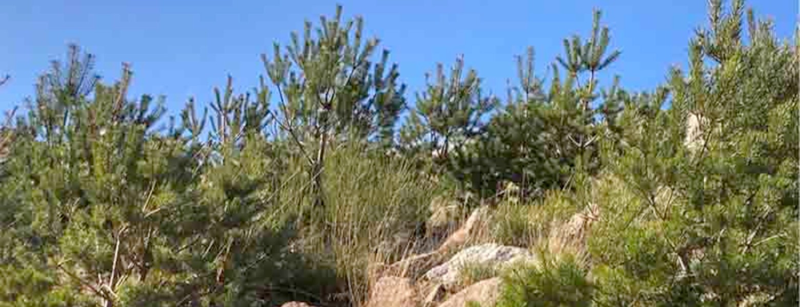Foto de Bosques Sostenibles España en Santander - Imagen 1