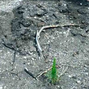 Foto de Bosques Sostenibles España en Santander - Imagen 5