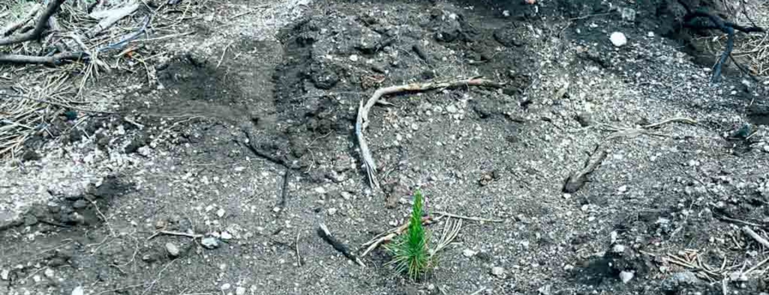 Foto de Bosques Sostenibles España en Santander - Imagen 5