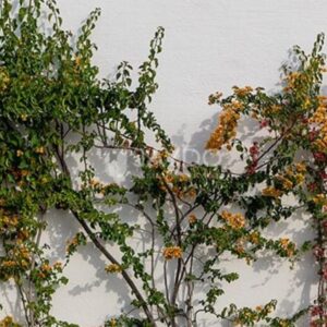 Foto de Jaydo Landscape Services en Marbella - Imagen 3