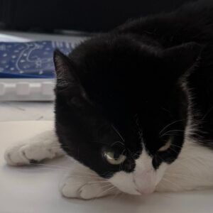 Foto de Veterinario Benidorm Love Paws en Benidorm - Imagen 3