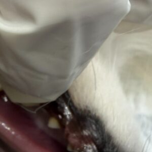 Foto de Veterinario Benidorm Love Paws en Benidorm - Imagen 2