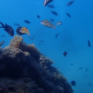 Foto de ViveBuceo - Escuela de buceo en La Herradura en Almuñécar - Imagen 1