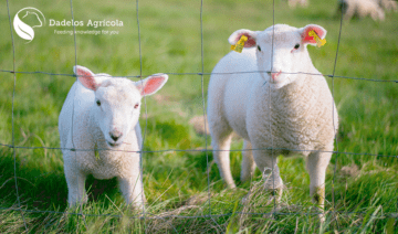 Dadelos Agricola S.L. - Agricultura Dadelos Agricola S.L. - Agricultura