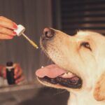 Peludos CBD - Empresa en España Peludos CBD - Empresa en España