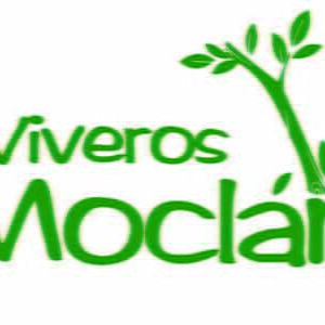 Foto de Viveros Moclán en Santa María de la Alameda - Imagen 1