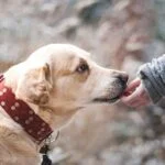 Albor – Incineración de mascotas