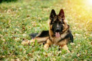 Centro Canino Bioko - Adiestrador canino en Elche Centro Canino Bioko - Adiestrador canino en Elche