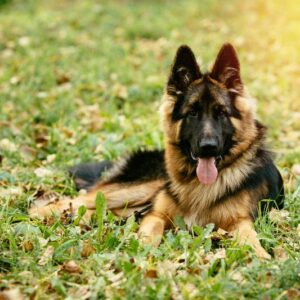Foto de Centro Canino Bioko en Elche - Imagen 1