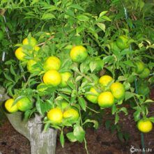 Citrus & Life - Distribuidor mayorista de frutas en Vinaròs, Castelló Citrus & Life - Distribuidor mayorista de frutas en Vinaròs, Castelló