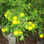 Citrus & Life - Distribuidor mayorista de frutas en Vinaròs, Castelló Citrus & Life - Distribuidor mayorista de frutas en Vinaròs, Castelló