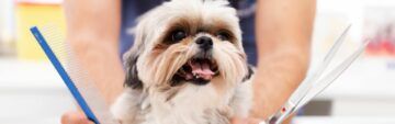 Bambú Peluquería Canina - Belleza en Granada Bambú Peluquería Canina - Belleza en Granada