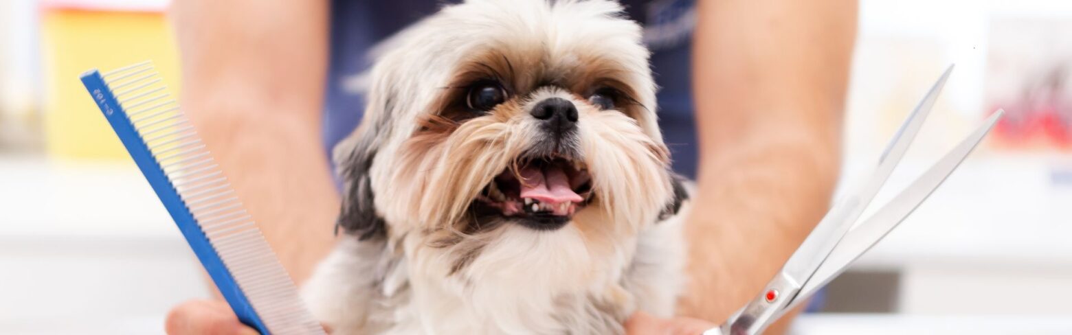 Bambú Peluquería Canina