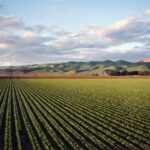AGRINOVA SOLUCIONES AGRICOLAS S.L.U. - Agricultura en Selgua AGRINOVA SOLUCIONES AGRICOLAS S.L.U. - Agricultura en Selgua