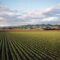 AGRINOVA SOLUCIONES AGRICOLAS S.L.U. - Agricultura en Selgua AGRINOVA SOLUCIONES AGRICOLAS S.L.U. - Agricultura en Selgua