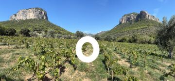 S’Olivaret vins i vinyes - Agricultura en Alaró S’Olivaret vins i vinyes - Agricultura en Alaró