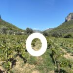 S’Olivaret vins i vinyes - Agricultura en Alaró S’Olivaret vins i vinyes - Agricultura en Alaró
