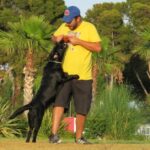Dog & Life Dog Training Madrid - Adiestrador canino Dog & Life Dog Training Madrid - Adiestrador canino