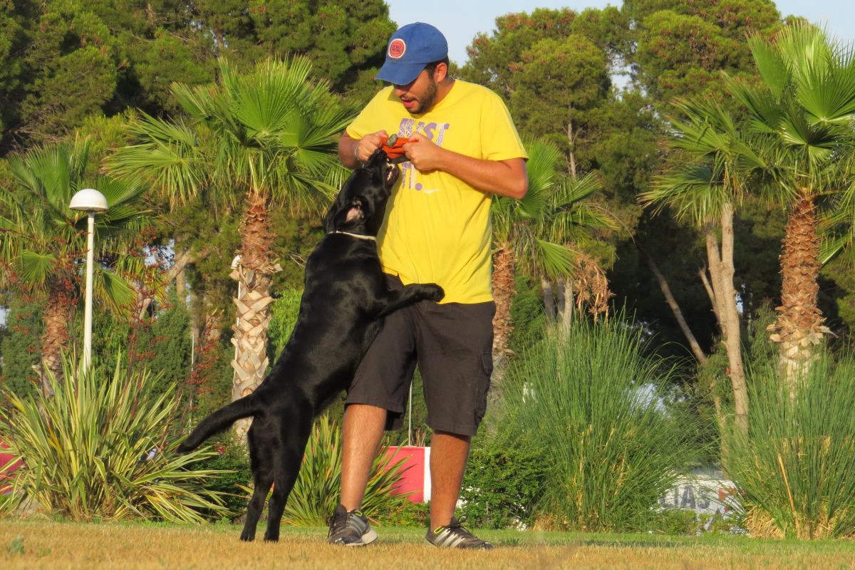 Dog & Life Dog Training Madrid