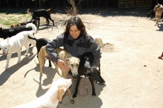 Durcan Montelúa 7flechas - Adiestrador canino en El Molar Durcan Montelúa 7flechas - Adiestrador canino en El Molar