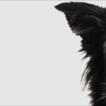 CONMICAN – Marc Gené Blanch - Adiestrador canino en Palma