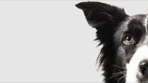 CONMICAN – Marc Gené Blanch - Adiestrador canino en Palma CONMICAN – Marc Gené Blanch - Adiestrador canino en Palma