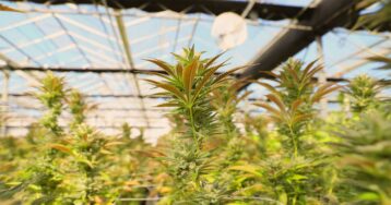 Weed Productions - Artistas en Terrassa Weed Productions - Artistas en Terrassa