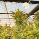 Weed Productions - Artistas en Terrassa Weed Productions - Artistas en Terrassa
