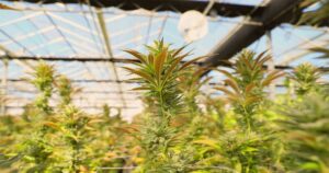 Weed Productions - Artistas en Terrassa Weed Productions - Artistas en Terrassa